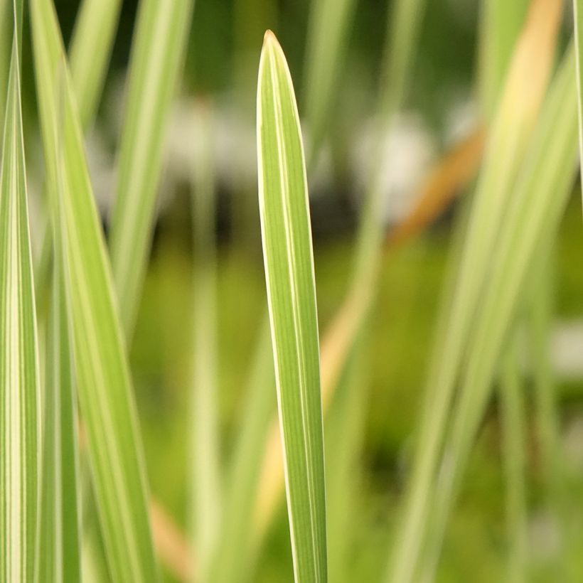 Leveäosmankäämi Variegata (Lehvistö)