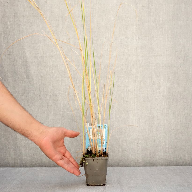 Esimerkki syksyllä toimitetusta Siro-osmankäämi - Typha laxmannii 8/9 cm taimiruukku-taimesta