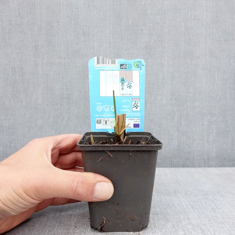 Esimerkki keväällä toimitetusta Typha laxmannii - Massette de Laxmann Godet de 8/9 cm-taimesta