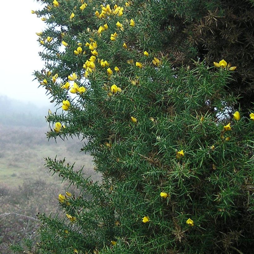Euroopanpiikkiherne - Ulex europaeus (Lehvistö)
