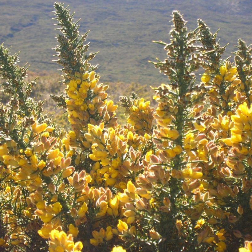 Euroopanpiikkiherne - Ulex europaeus (Kukinta)