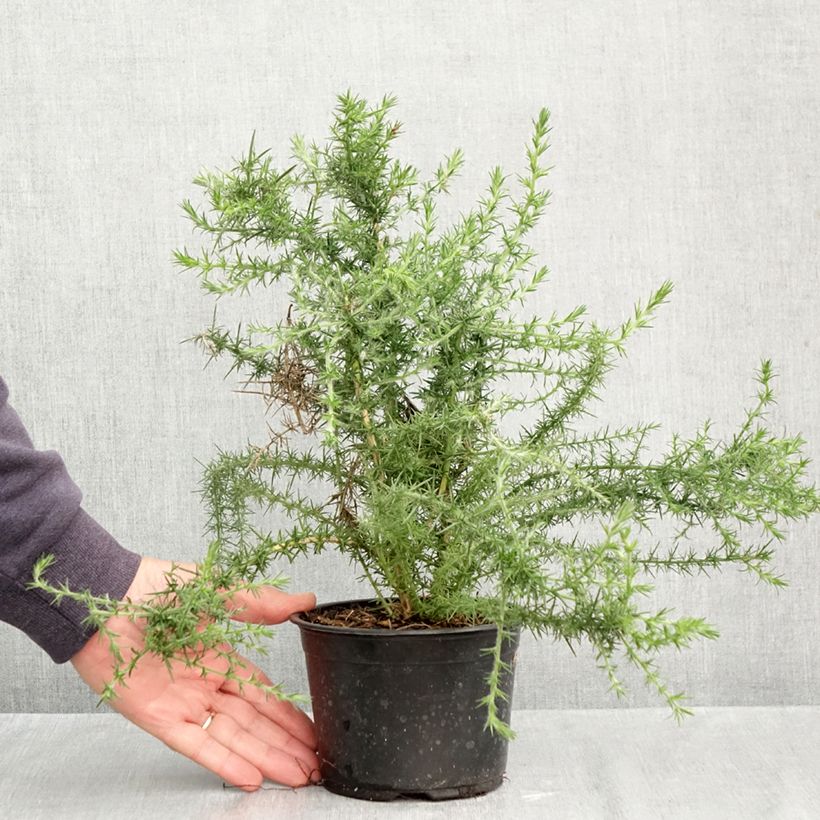 Esimerkki syksyllä toimitetusta Euroopanpiikkiherne - Ulex europaeus 1 litran / 1,5 litran ruukku-taimesta