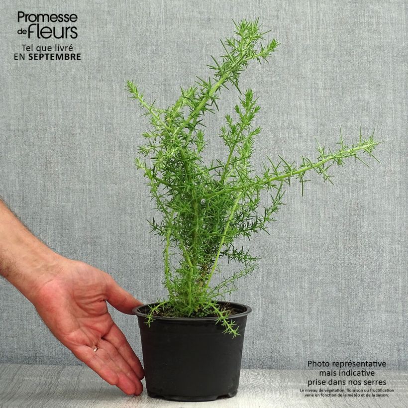 Esimerkki kesällä toimitetusta Euroopanpiikkiherne - Ulex europaeus Pot de 1L/1,5L-taimesta