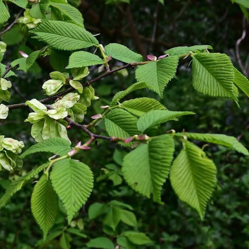 Vuorijalava - Ulmus glabra (Lehvistö)