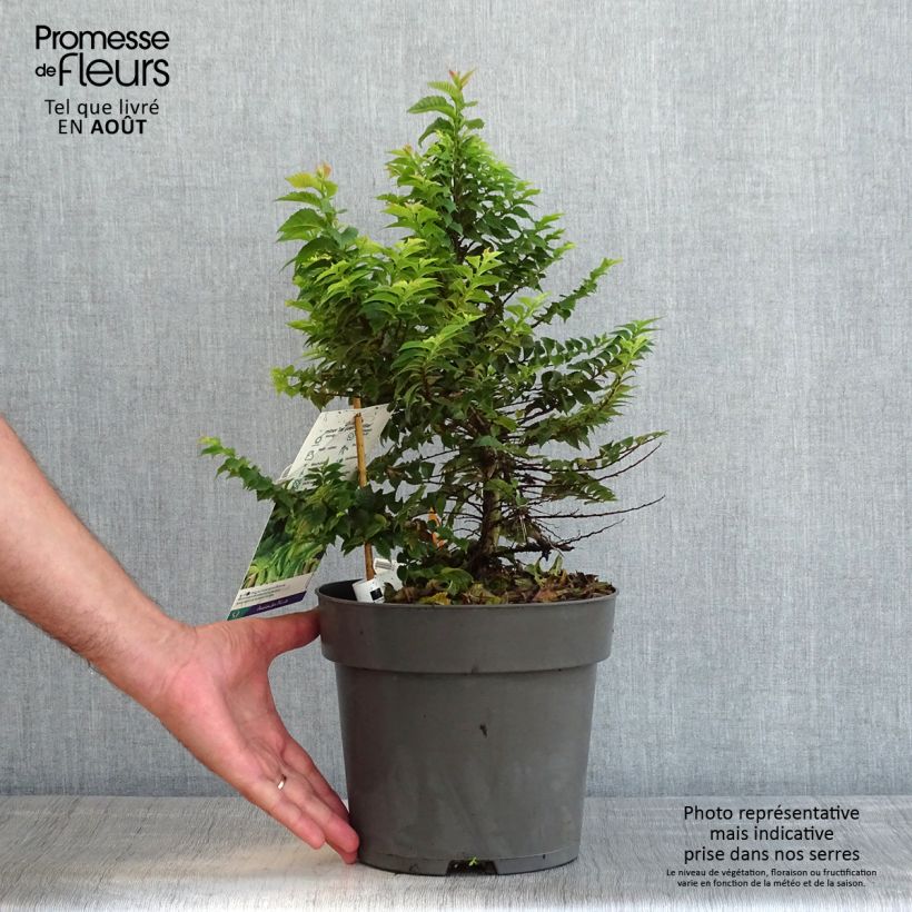 Esimerkki kesällä toimitetusta Puistojalava Jacqueline Hillier Pot de 4L/5L, Buisson-taimesta