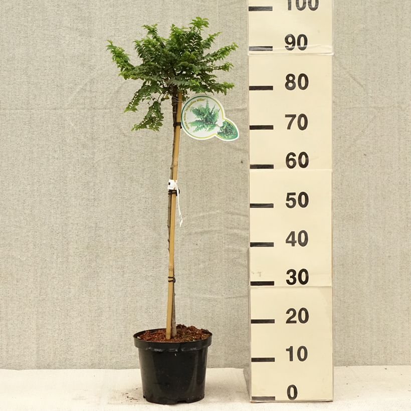 Esimerkki kesällä toimitetusta Puistojalava Jacqueline Hillier Pot de 4L/5L, Tige-taimesta