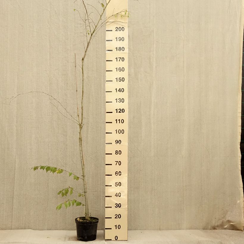 Esimerkki syksyllä toimitetusta Lehtojalava Argenteovariegata 4 litran/5 litran ruukku, Runko-taimesta