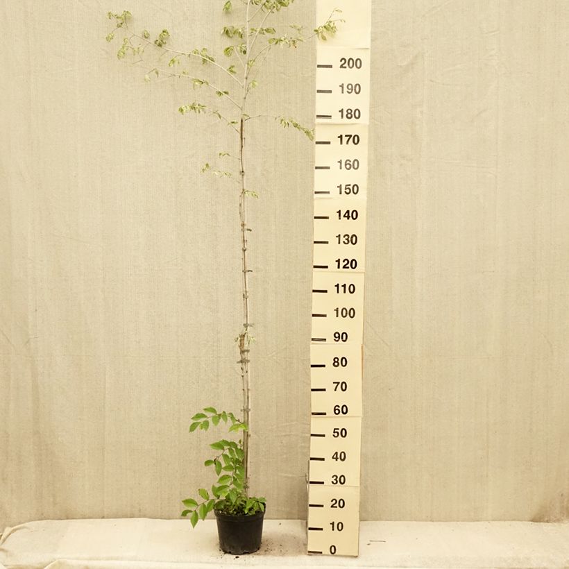 Esimerkki kesällä toimitetusta Lehtojalava Argenteovariegata 4 litran/5 litran ruukku, Runko-taimesta