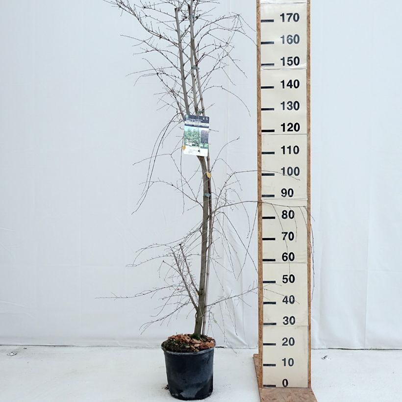Esimerkki syksyllä toimitetusta Lehtojalava - Ulmus minor 7,5 litran / 10 litran ruukku-taimesta