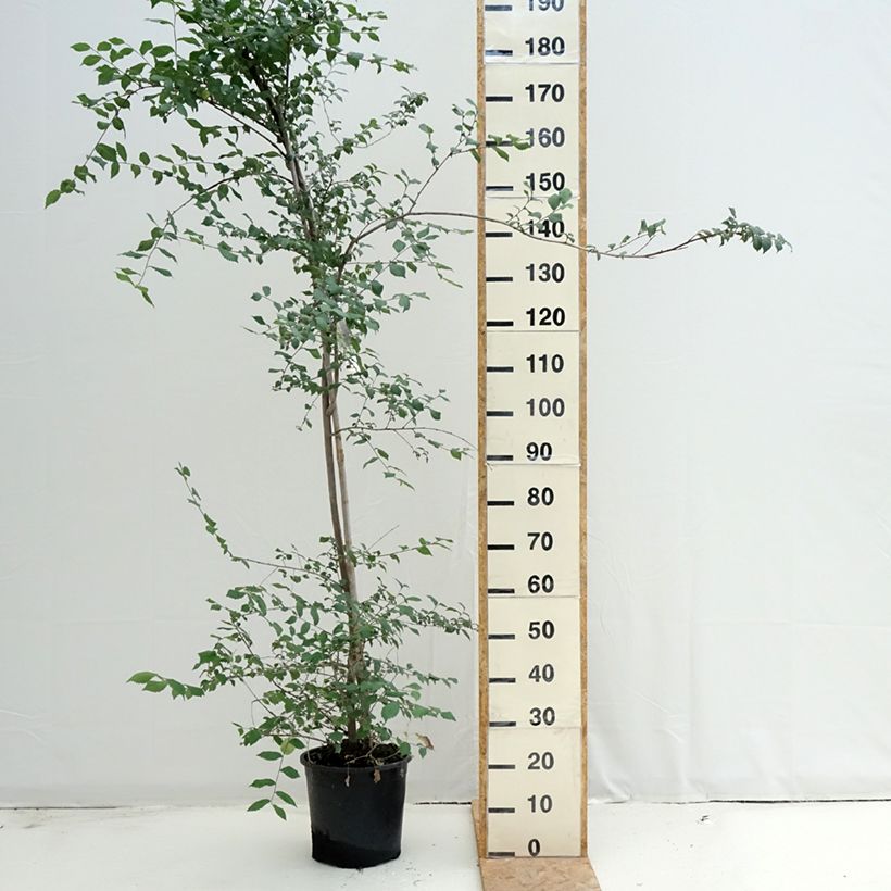 Esimerkki kesällä toimitetusta Lehtojalava - Ulmus minor Pot de 7,5L/10L-taimesta