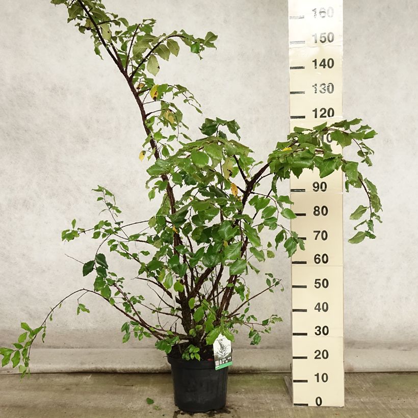 Esimerkki kesällä toimitetusta Korkkilehtojalava - Ulmus minor suberosa Ruukku 7,5L / 10L-taimesta