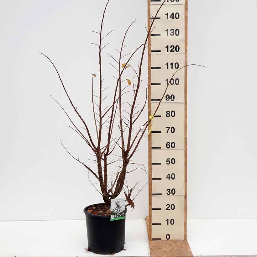 Esimerkki syksyllä toimitetusta Korkkilehtojalava - Ulmus minor suberosa 7,5 litran / 10 litran ruukku-taimesta