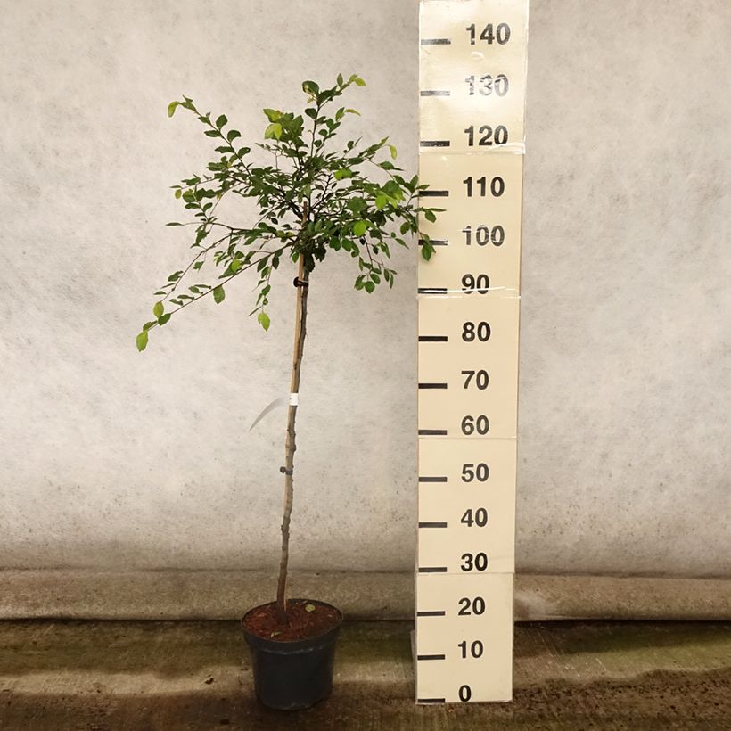 Esimerkki kesällä toimitetusta Kiinanjalava Geisha 4 litran/5 litran ruukku, Runko-taimesta