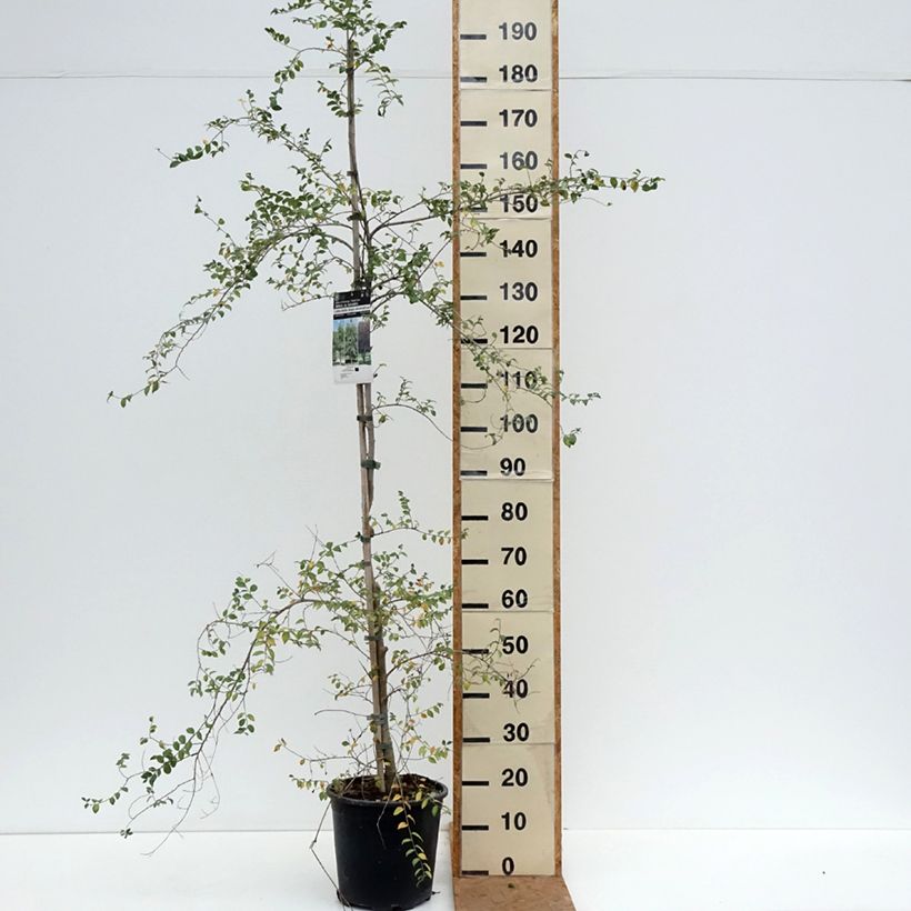 Esimerkki syksyllä toimitetusta Siperianjalava - Ulmus pumila 7,5 litran / 10 litran ruukku-taimesta