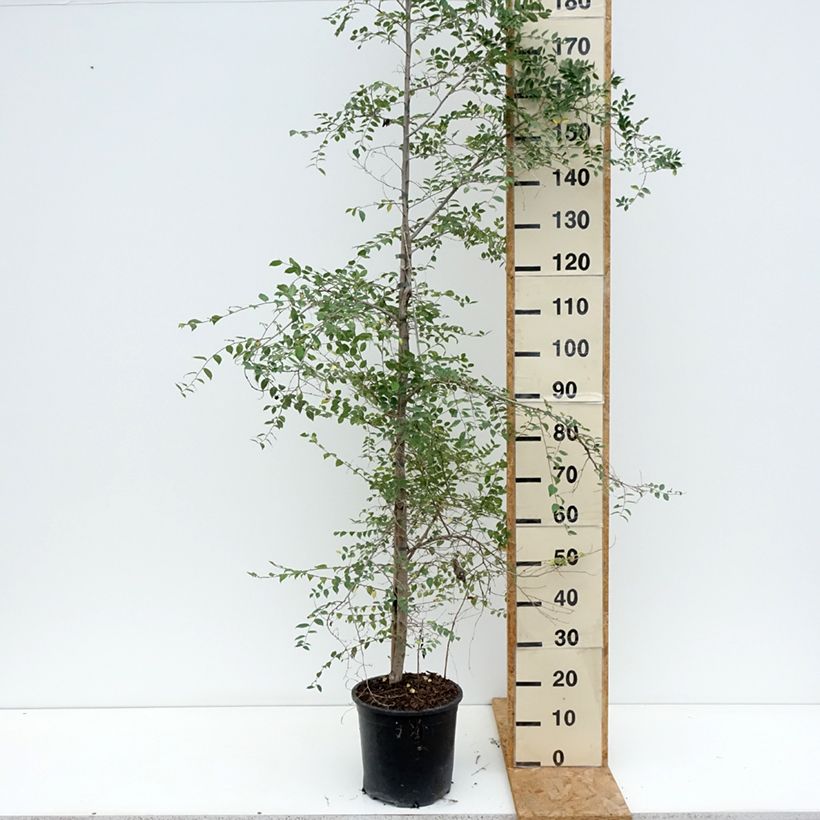 Esimerkki kesällä toimitetusta Siperianjalava - Ulmus pumila 7,5 litran / 10 litran ruukku-taimesta