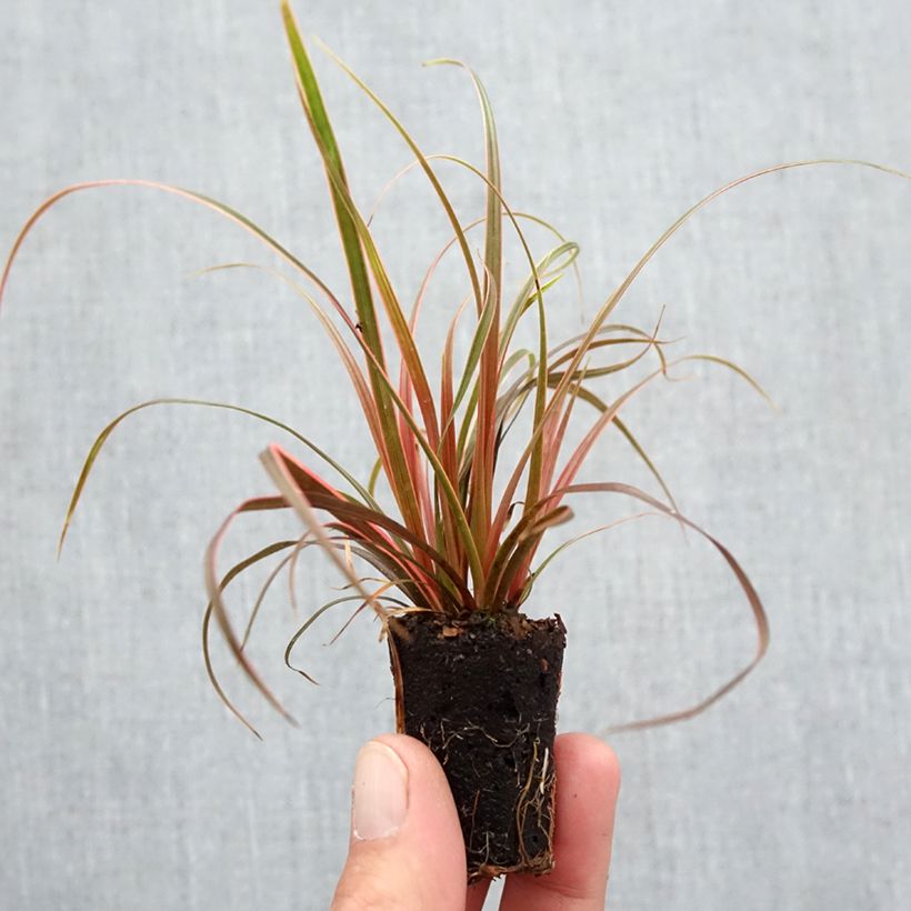 Esimerkki syksyllä toimitetusta Rubiinisarakki Everflame Minipaakku Ø 3/4 cm-taimesta