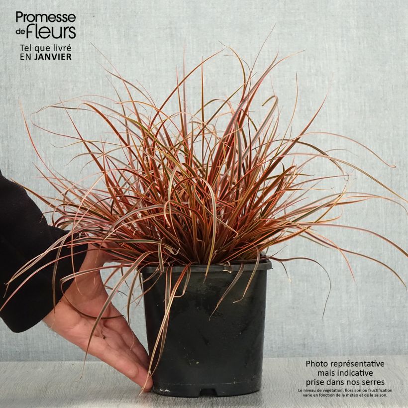 Esimerkki talvella toimitetusta Uncinia rubra Everflame Pot de 2L/3L-taimesta