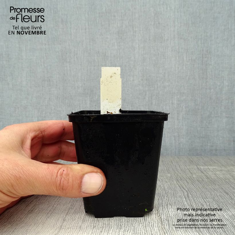 Esimerkki syksyllä toimitetusta Uvularia grandiflora 8/9 cm taimiruukku-taimesta