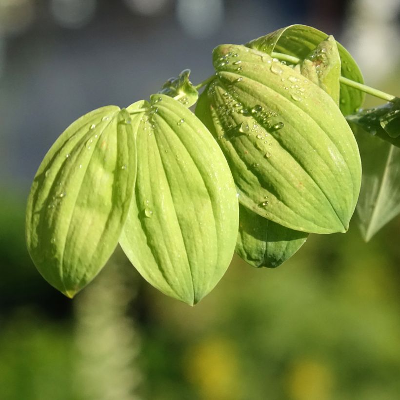 Uvularia grandiflora (Lehvistö)