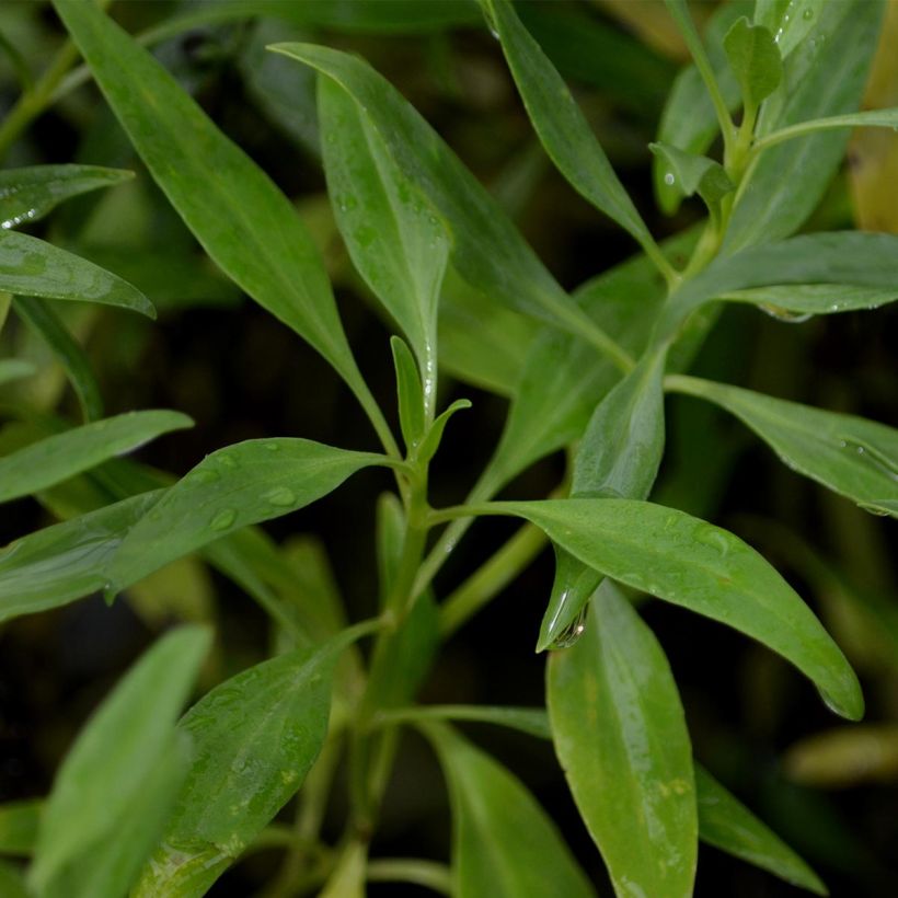 Punavirma Albus (Lehvistö)
