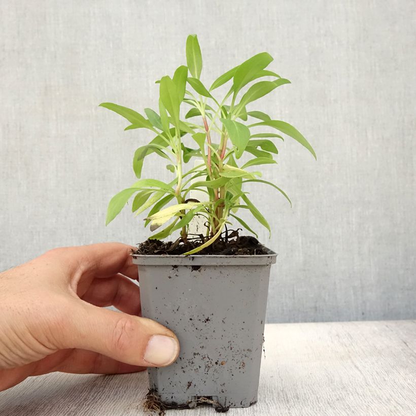 Esimerkki syksyllä toimitetusta Punavirma - Centranthus ruber 8/9 cm taimiruukku-taimesta
