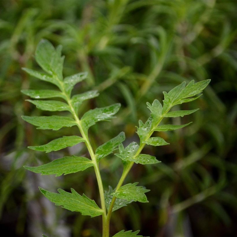 Rohtovirmajuuri - Valeriana officinalis (Lehvistö)