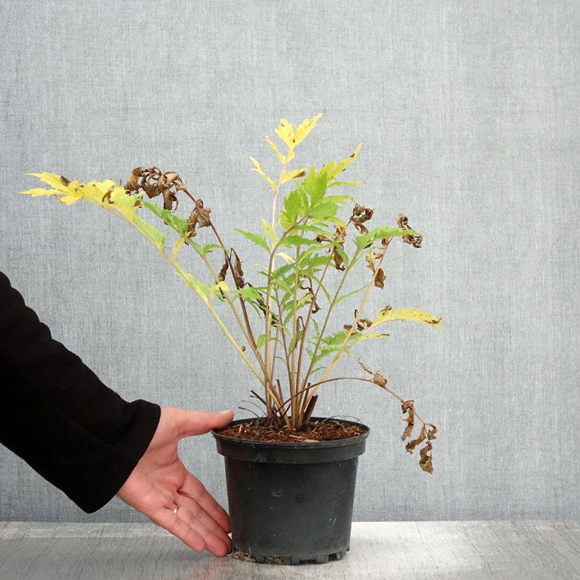 Esimerkki syksyllä toimitetusta Rohtovirmajuuri - Valeriana officinalis 2 litran/3 litran ruukku-taimesta