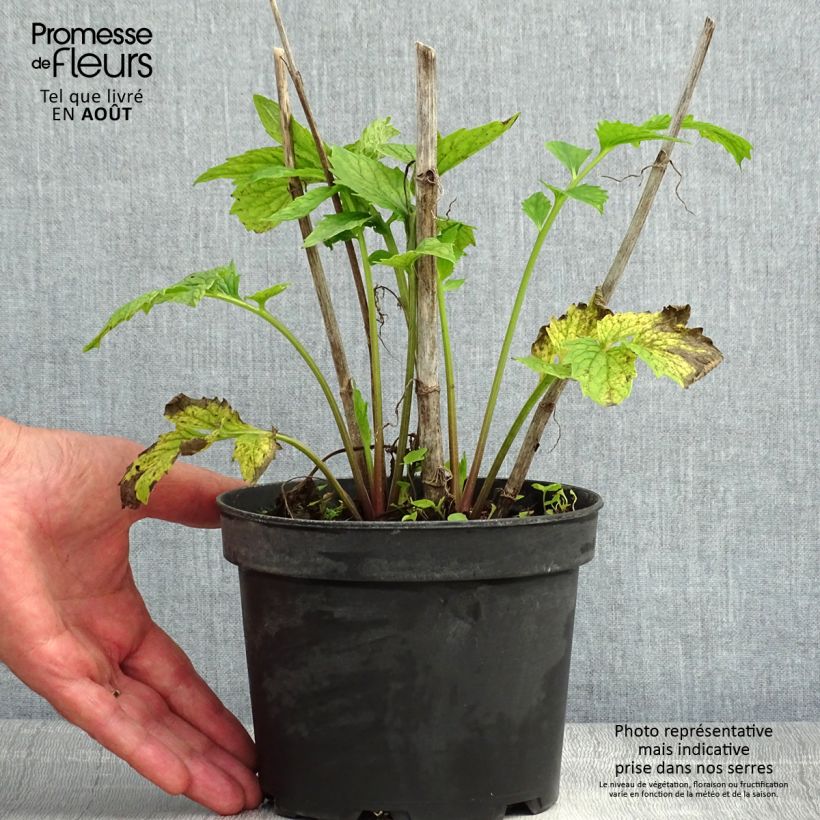 Esimerkki kesällä toimitetusta Rohtovirmajuuri - Valeriana officinalis Ruukku 2L / 3L-taimesta