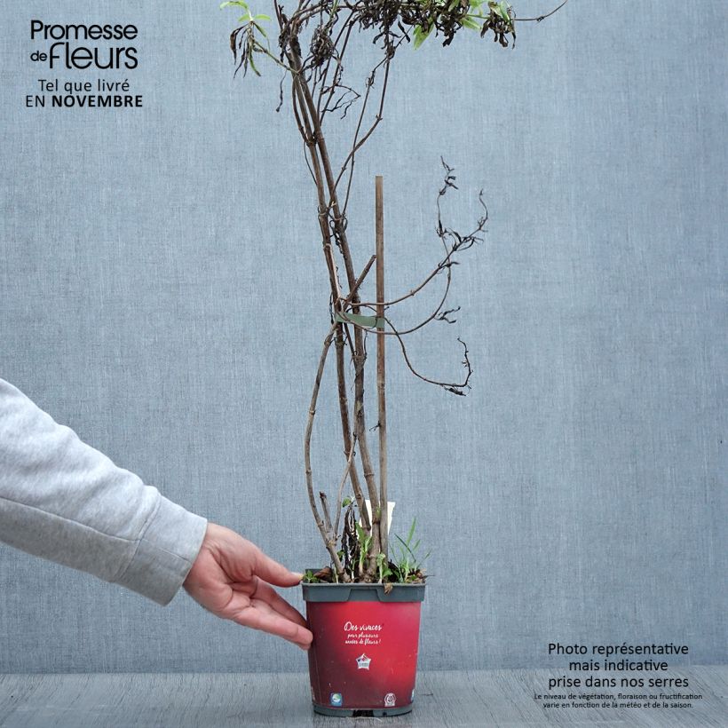 Esimerkki syksyllä toimitetusta Punavirma Coccineus 2 litran/3 litran ruukku-taimesta