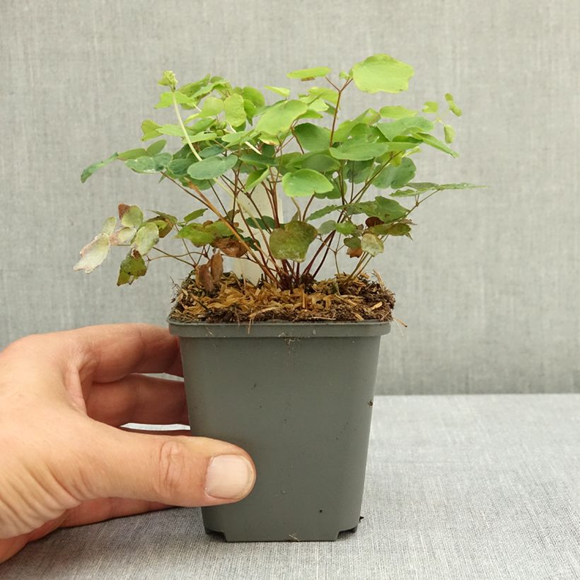 Esimerkki kesällä toimitetusta Vancouveria hexandra 8/9 cm taimiruukku-taimesta