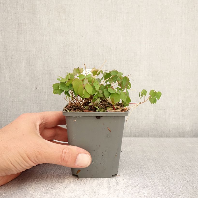 Esimerkki keväällä toimitetusta Vancouveria hexandra Taimiruukku 8/9 cm-taimesta