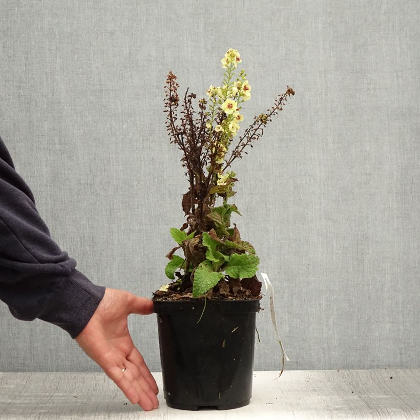Esimerkki kesällä toimitetusta Verbascum Dark Eyes - Molène hybride Pot de 2L/3L-taimesta