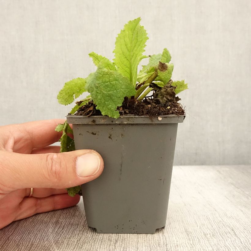 Esimerkki kesällä toimitetusta Tulikukka Cotswold Queen Godet de 8/9 cm-taimesta