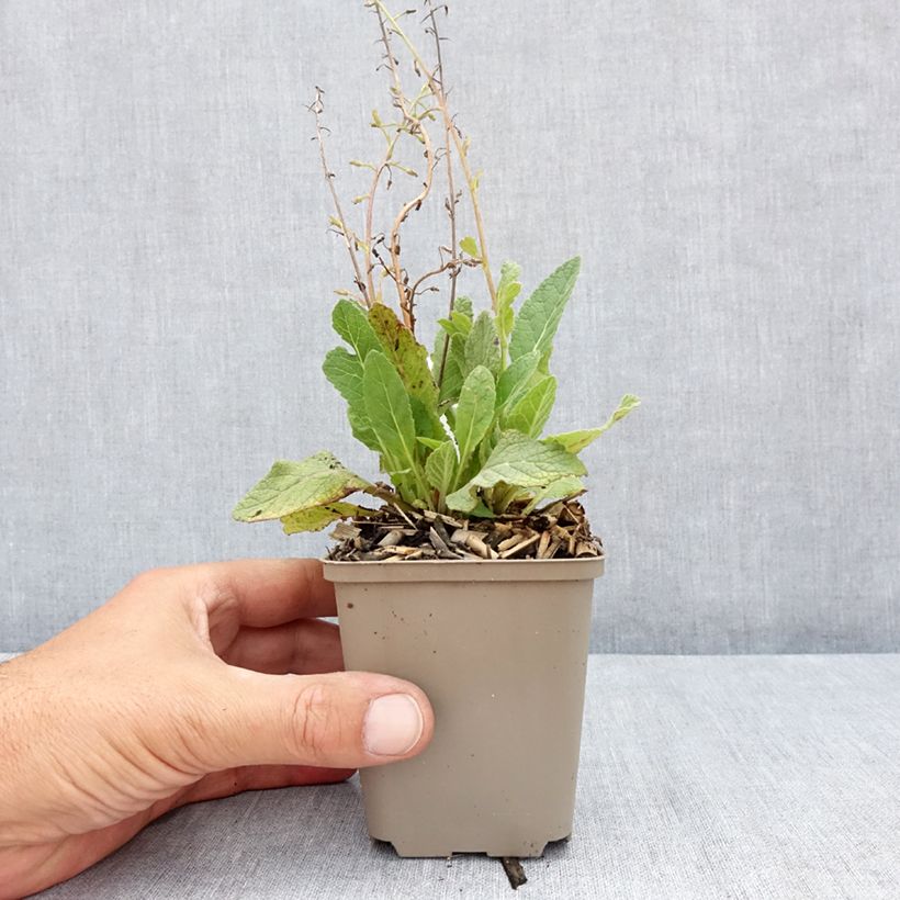 Esimerkki kesällä toimitetusta Tulikukka Jackie Godet de 8/9 cm-taimesta