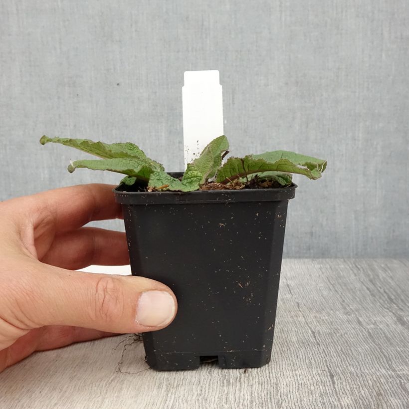 Esimerkki keväällä toimitetusta Tulikukka Southern Charm Godet de 8/9 cm-taimesta