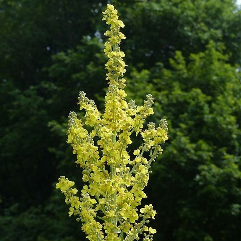 Jättitulikukka - Verbascum olympicum (Kukinta)