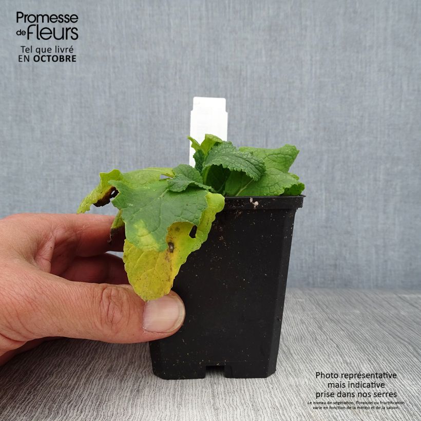 Esimerkki syksyllä toimitetusta Purppuratulikukka Flush of White 8/9 cm taimiruukku-taimesta