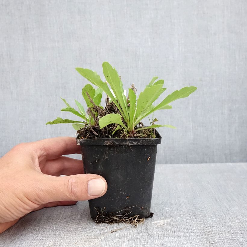 Esimerkki syksyllä toimitetusta Tulikukka Rosie 8/9 cm taimiruukku-taimesta
