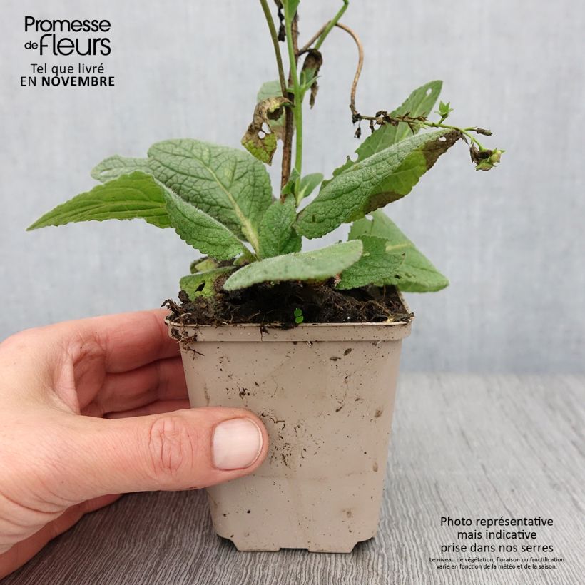 Esimerkki syksyllä toimitetusta Tulikukka Royalty 8/9 cm taimiruukku-taimesta