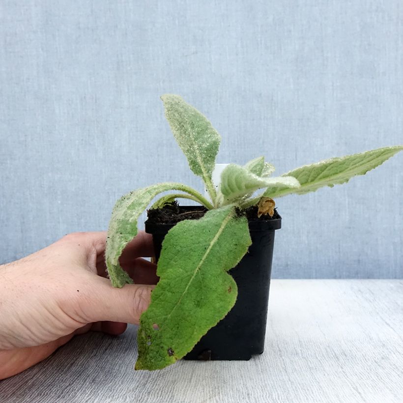Esimerkki syksyllä toimitetusta Verbascum thapsus - Molène Bouillon blanc Godet de 8/9 cm-taimesta