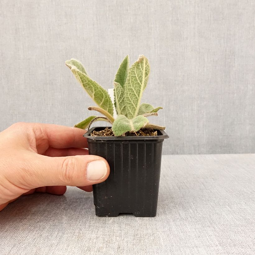 Esimerkki keväällä toimitetusta Ukontulikukka - Verbascum thapsus Godet de 8/9 cm-taimesta
