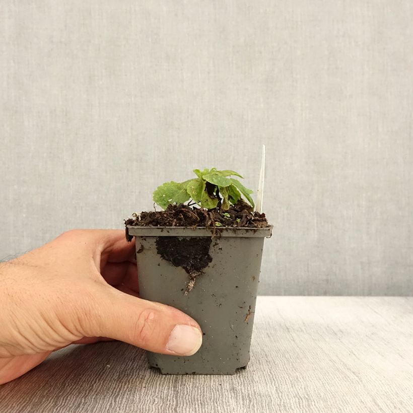 Esimerkki syksyllä toimitetusta Kynttilätulikukka White Domino 8/9 cm taimiruukku-taimesta