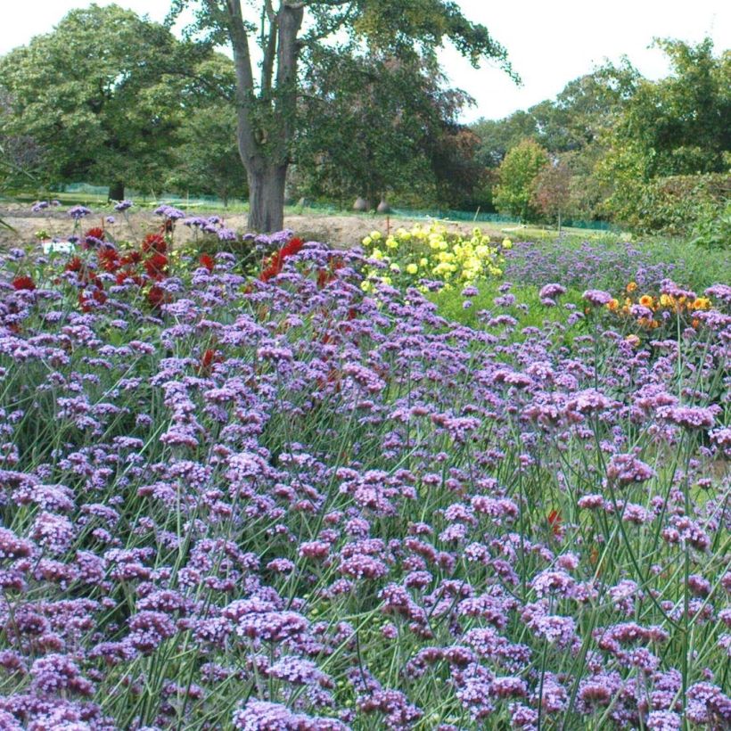 Jättiverbena - Verbena bonariensis (Flowering)