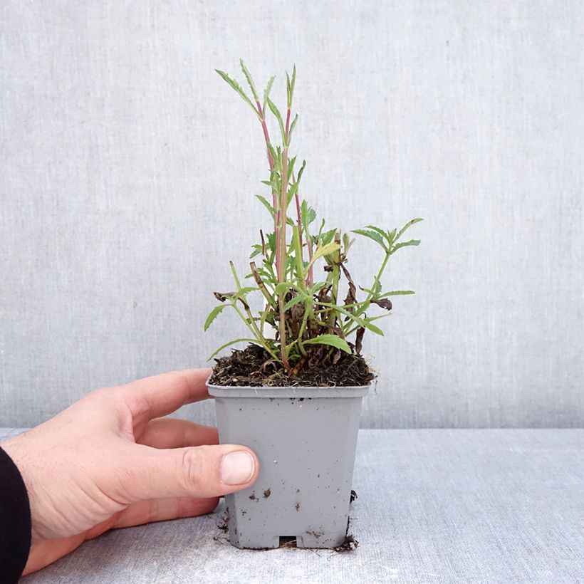 Esimerkki keväällä toimitetusta Jättiverbena Vanity 8/9 cm taimiruukku-taimesta