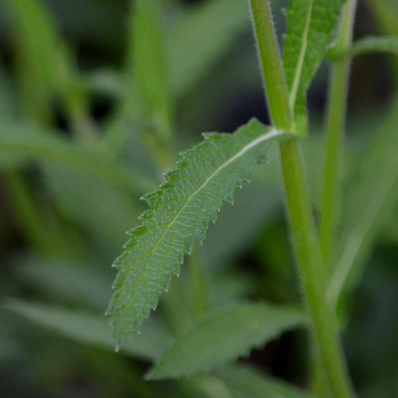 Jättiverbena - Verbena bonariensis (Foliage)