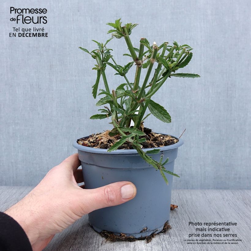 Esimerkki syksyllä toimitetusta Jättiverbena - Verbena bonariensis 2 litran/3 litran ruukku-taimesta