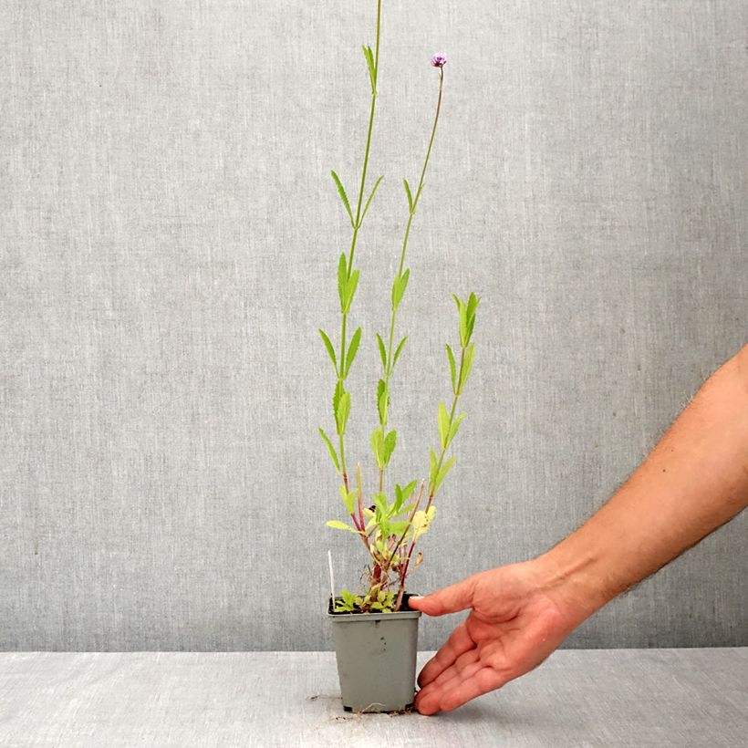 Esimerkki syksyllä toimitetusta Jättiverbena - Verbena bonariensis 8/9 cm taimiruukku-taimesta