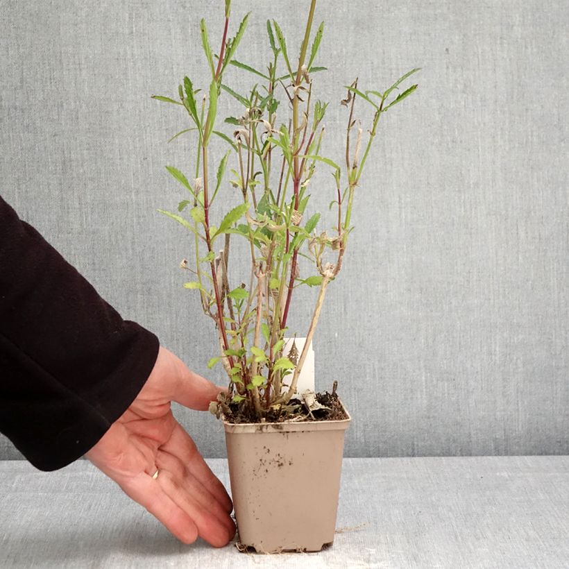 Example of Jättiverbena - Verbena bonariensis Godet de 8/9 cm as you get in printemps