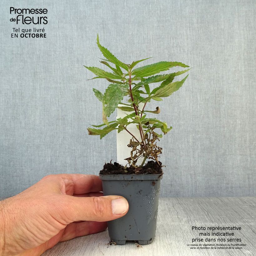 Esimerkki syksyllä toimitetusta Tähkäverbena Blue Spires 8/9 cm taimiruukku-taimesta
