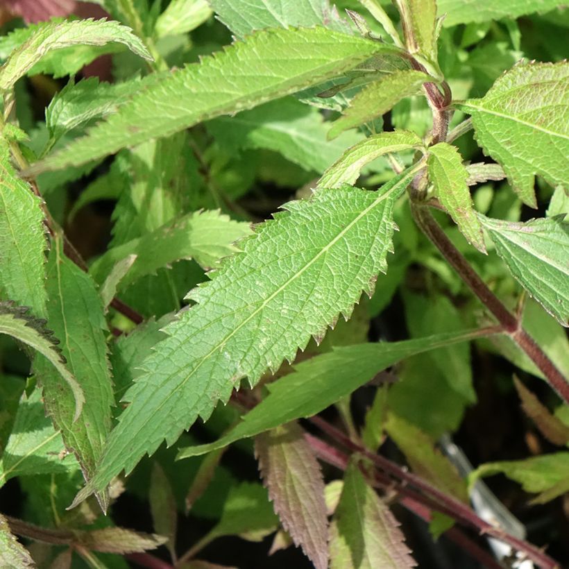 Tähkäverbena Blue Spires (Lehvistö)